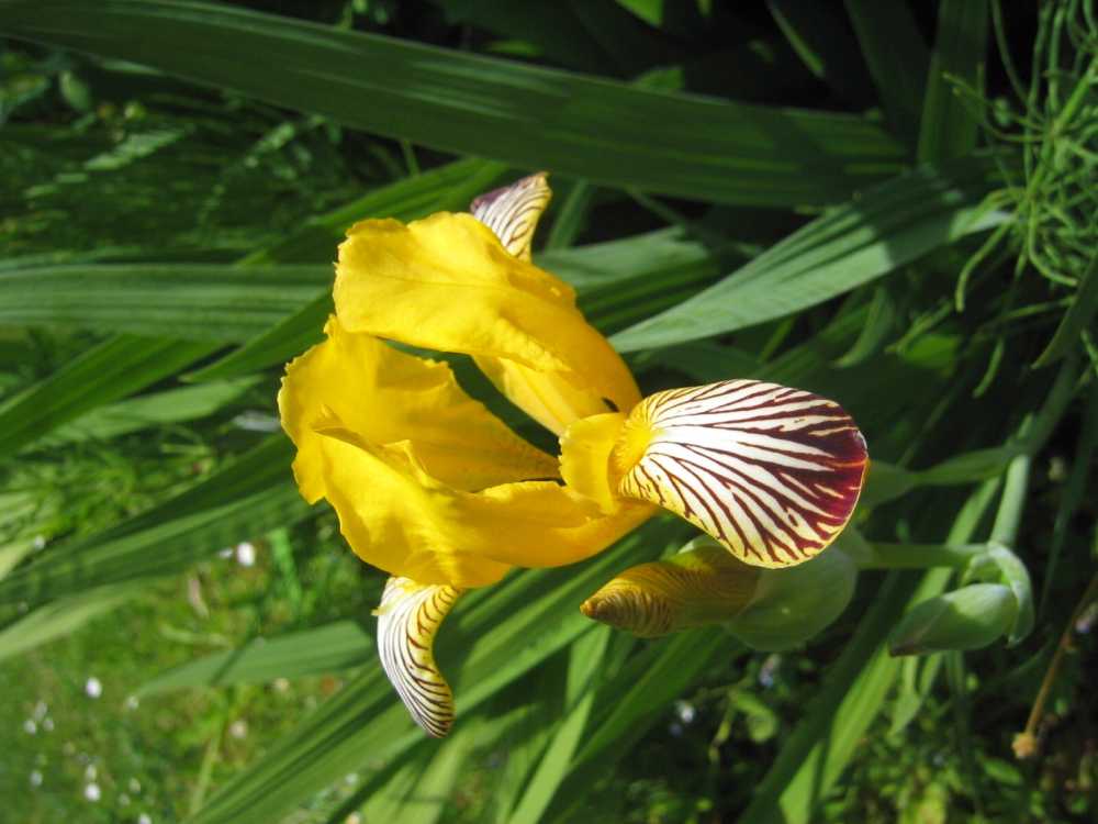 Iris spuria (Kleinblütige Steppen-Schwertlilie)